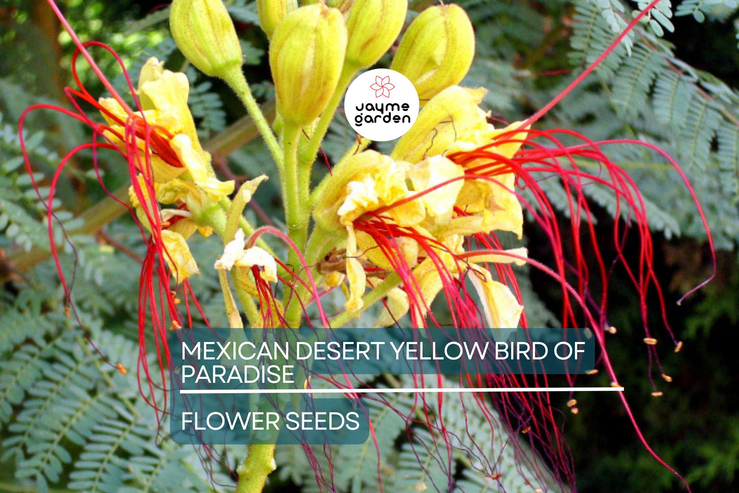 5 Mexican Desert Yellow Bird of Paradise Seeds (Caesalpinia gilliesii) – Vibrant Yellow & Red Blooms, USDA Zones 8-11, Drought-Tolerant