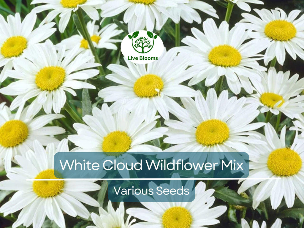 1000 Seeds White Cloud 9 Wildflower Mix – Heirloom Non-GMO White Bloom Blend for Moon Gardens, Memorial Plantings, Pollinators
