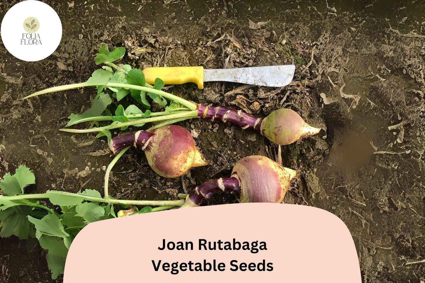 500+ Joan Rutabaga Seeds – Heirloom Brassica Root Vegetable Seeds for Garden Planting