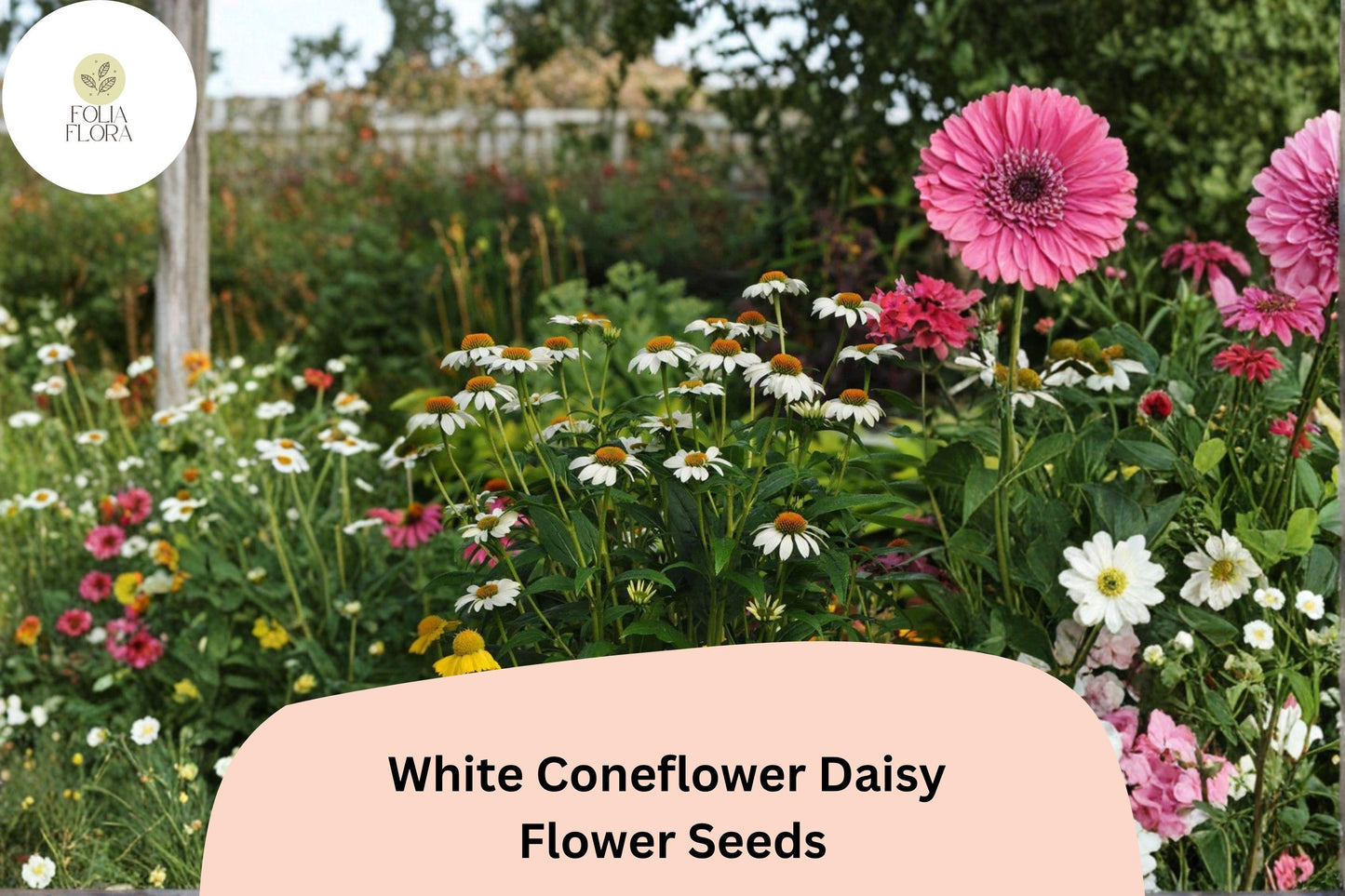200+ White Coneflower Daisy Seeds | Echinacea purpurea ‘White Swan’ | Hardy Perennial | Pollinator-Friendly Blooms