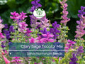 75 Clary Sage Tricolor Mix Seeds, Painted Sage, Native Wildflower, Non-GMO, Vibrant Garden Blooms, Pollinator-Friendly