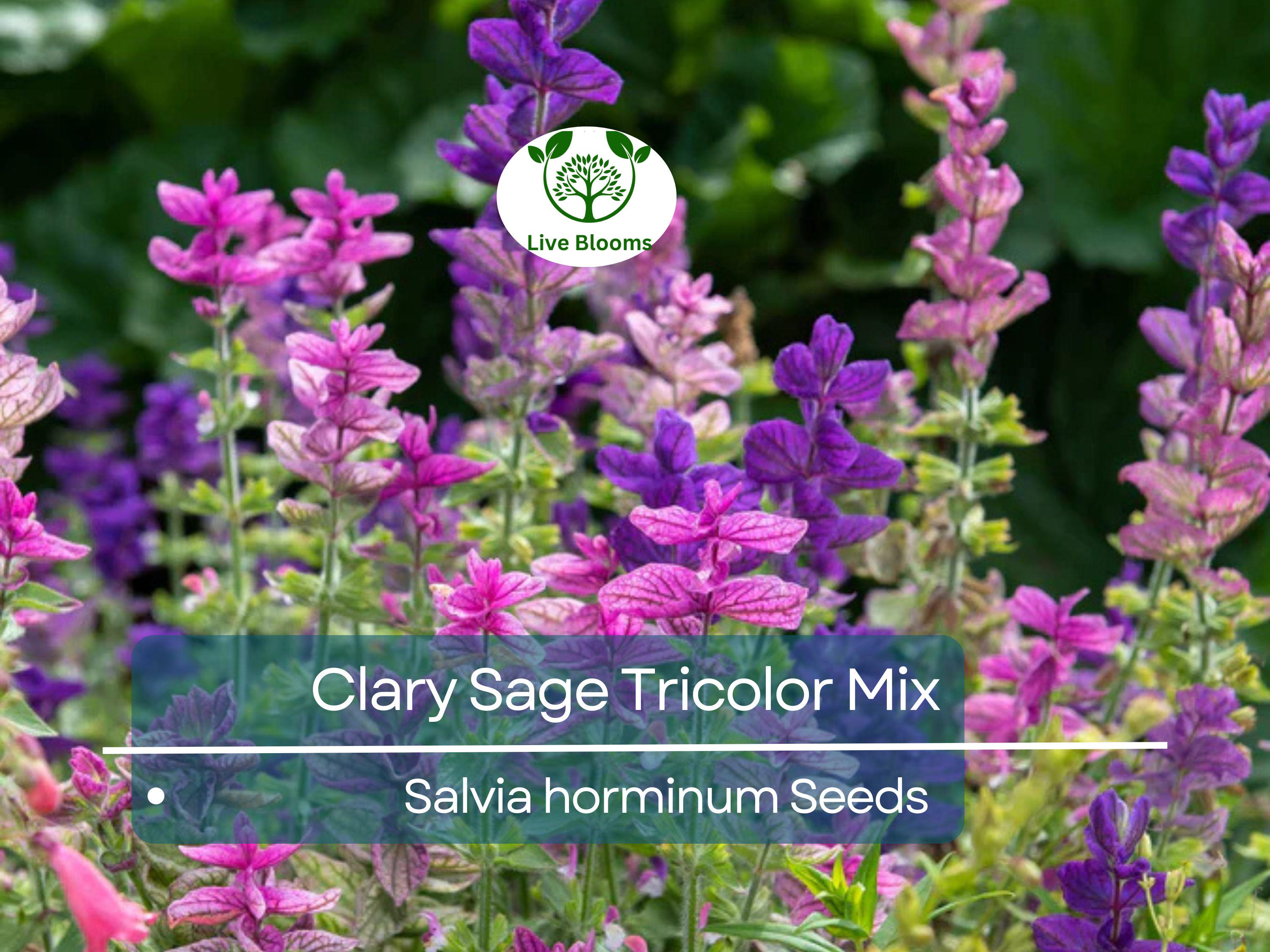 75 Clary Sage Tricolor Mix Seeds, Painted Sage, Native Wildflower, Non-GMO, Vibrant Garden Blooms, Pollinator-Friendly
