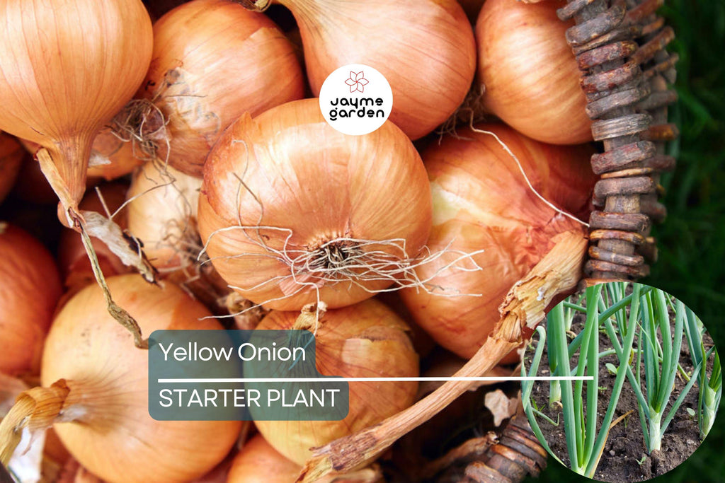 Yellow Onion Sets – Naturally Grown, Non-GMO | 8 oz. (40-60 Bulbs) | Stuttgarter Variety | Easy to Grow & Store | Shipping Now