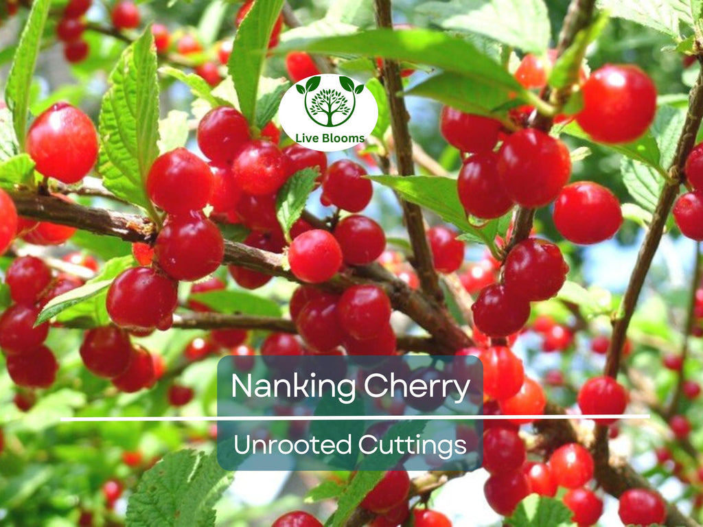 10 Unrooted Nanking Cherry Cuttings (Prunus tomentosa) - 6-8 Inches Long, Hardy Shrub for Fruit, Wildlife, & Landscaping