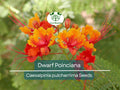 10 Dwarf Poinciana Seeds, Red Bird of Paradise (C. pulcherrima), Mexican Flowering Plant, Non-GMO, Tropical Shrub, Colorful Blooms