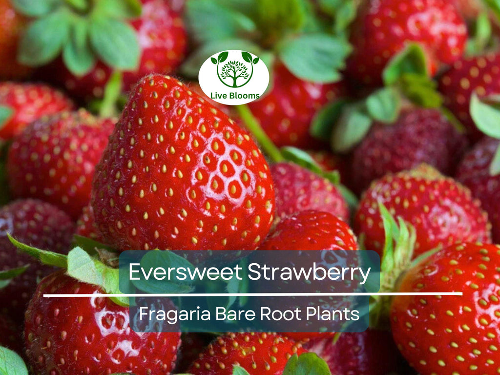 10 Eversweet Strawberry Plants – Bare Root Everbearing Variety – Sweet, Juicy, Large Berries – Heat Tolerant & Productive