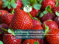10 Eversweet Strawberry Plants – Bare Root Everbearing Variety – Sweet, Juicy, Large Berries – Heat Tolerant & Productive