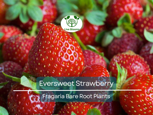 10 Eversweet Strawberry Plants – Bare Root Everbearing Variety – Sweet, Juicy, Large Berries – Heat Tolerant & Productive