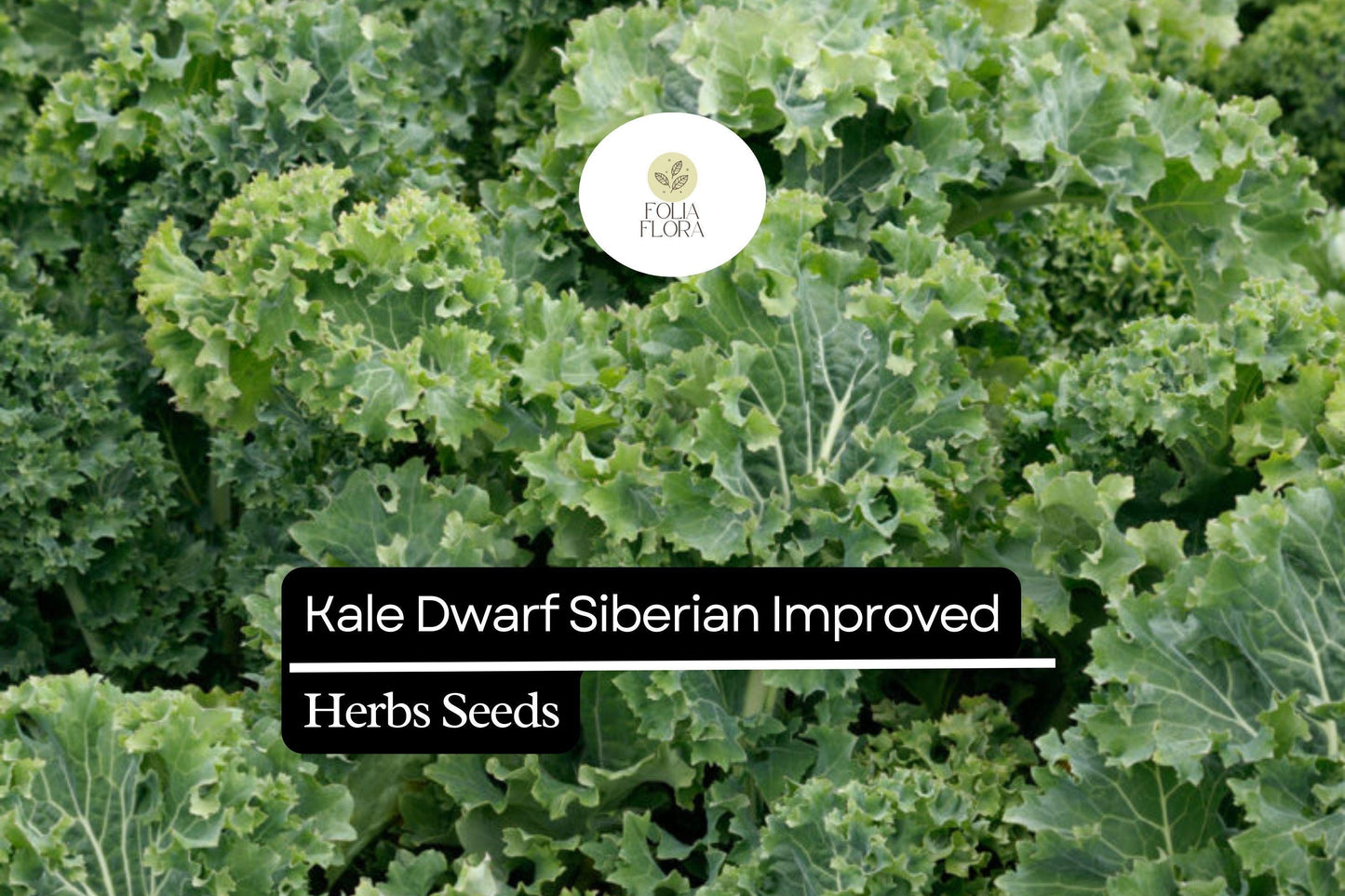 300 Seeds Kale Dwarf Siberian Improved Brassica oleracea | Non-GMO, Heirloom, Nutritious, Easy to Grow, Perfect for Winter Greens