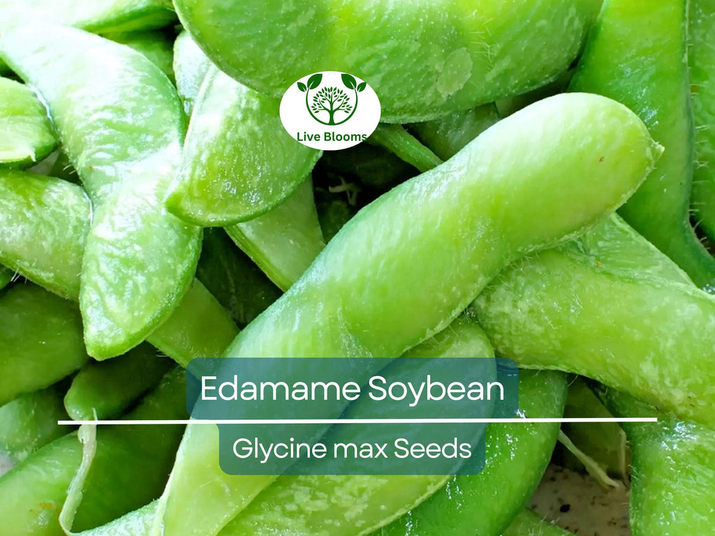 10 Edamame Soybean Seeds for Planting "Be Sweet" Japanese Vegetable, Glycine max, Asian Soybeans, Non-GMO, High-Quality Edamame Seeds