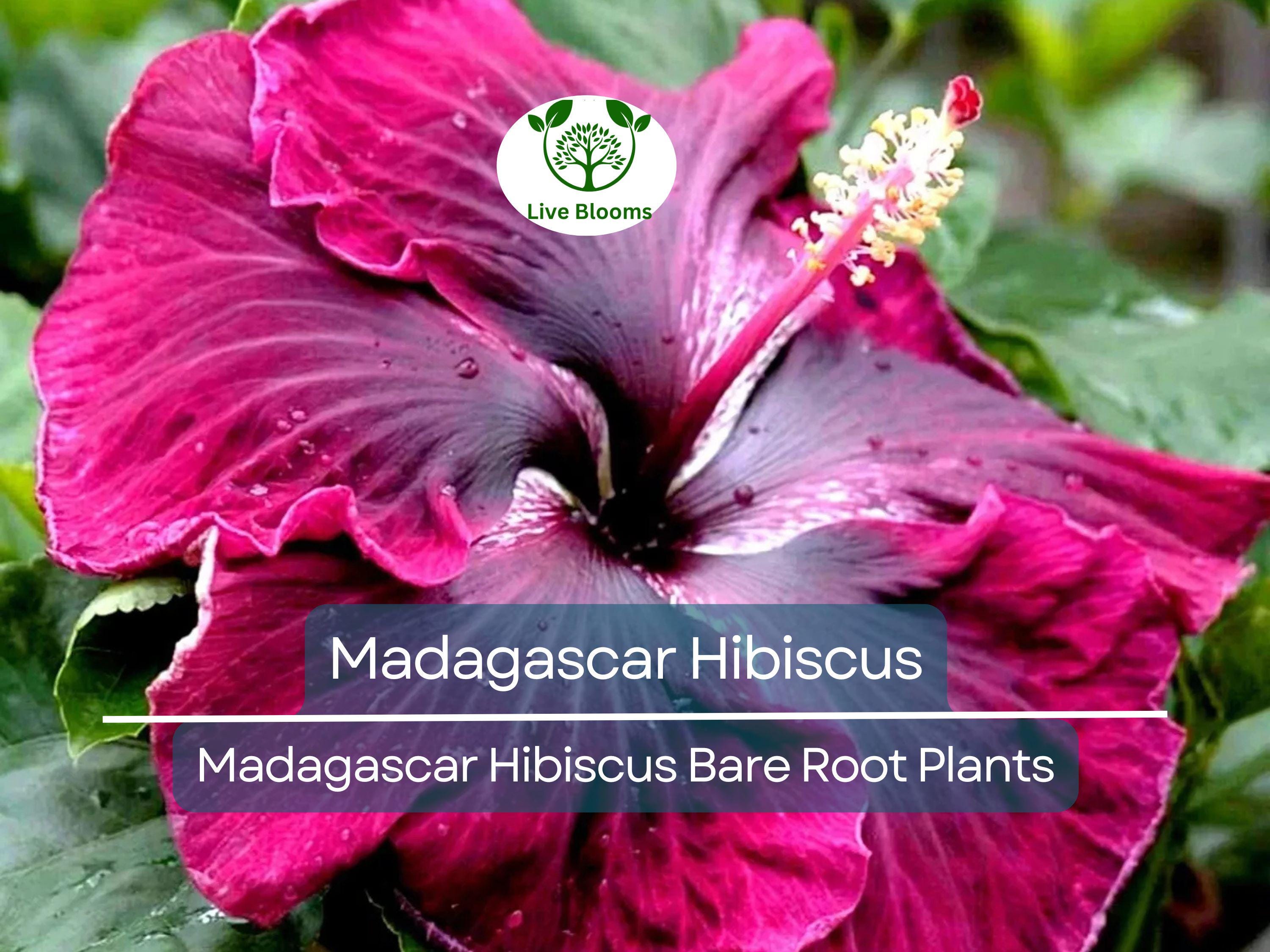 1 Madagascar Hibiscus – Live Bare Root Starter Plant (3–5") – Hibiscus moscheutos Mallow – Hardy Tropical-Looking Perennial