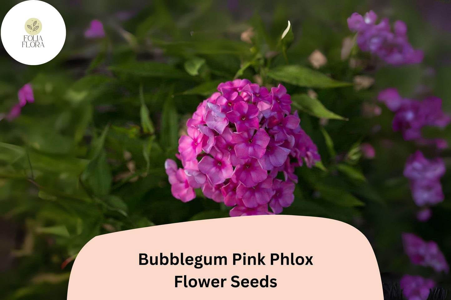100+ Bubblegum Pink Phlox Seeds – Bright Perennial Garden Flowers, Phlox paniculata