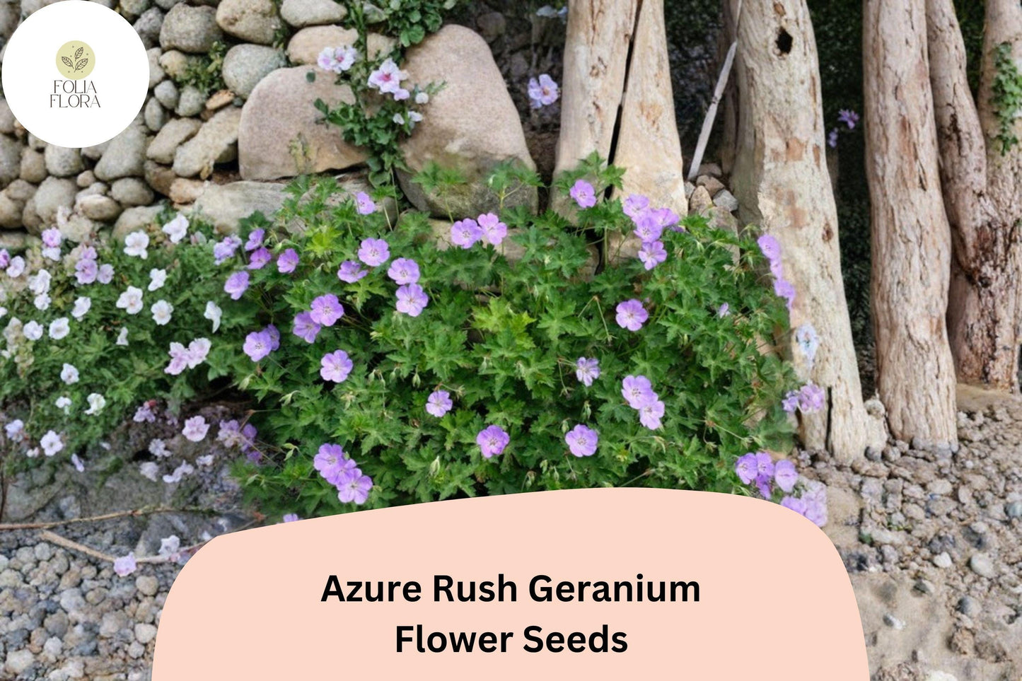 25+ Azure Rush Geranium Seeds: Hardy Perennial Garden Plant, Blue-Purple Blooms, Easy to Grow, Ideal for Pots & Borders