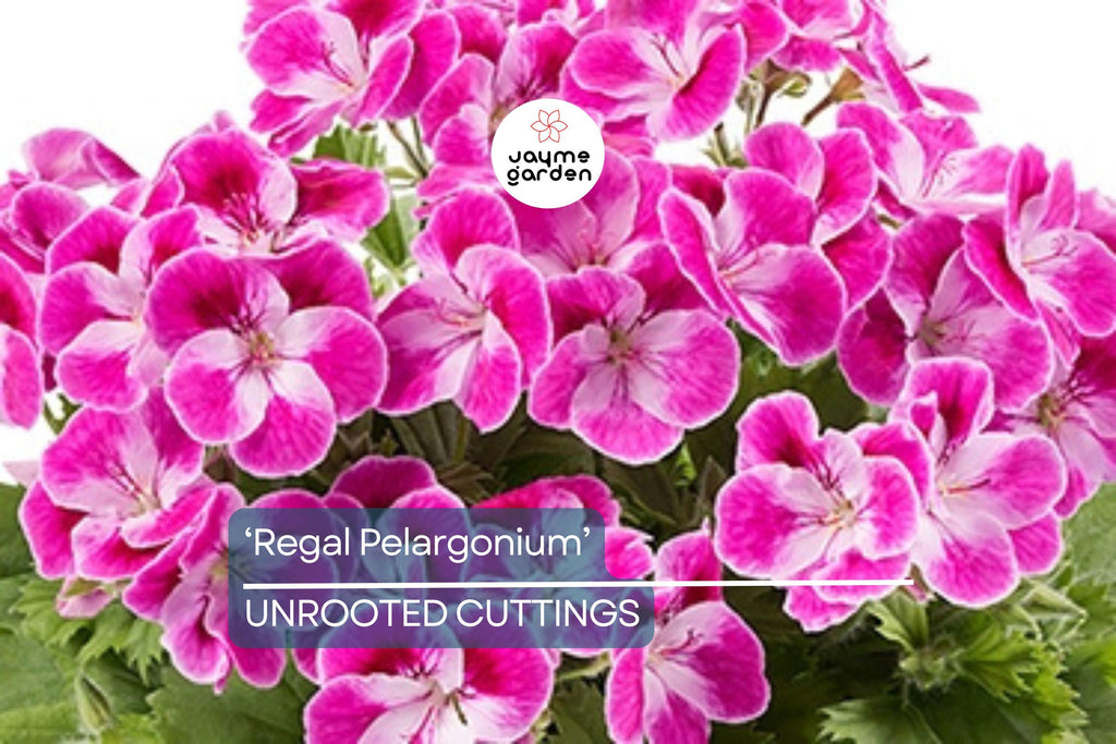 Organic Geranium 'Regal Pelargonium' - 3 Fresh Cuttings (5-8") - Easy to Grow, Sun-Loving Outdoor Plant