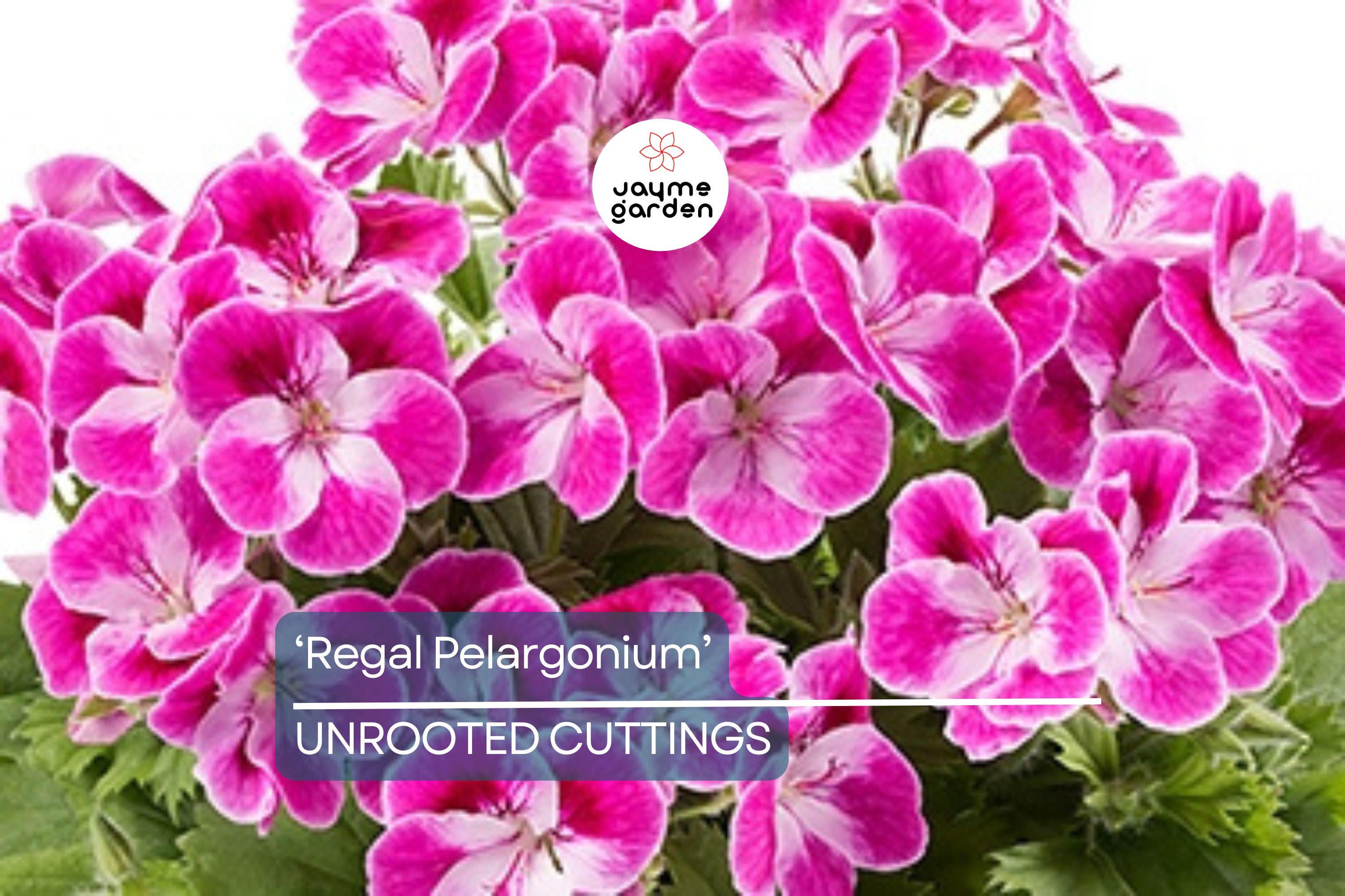 Organic Geranium 'Regal Pelargonium' - 3 Fresh Cuttings (5-8") - Easy to Grow, Sun-Loving Outdoor Plant