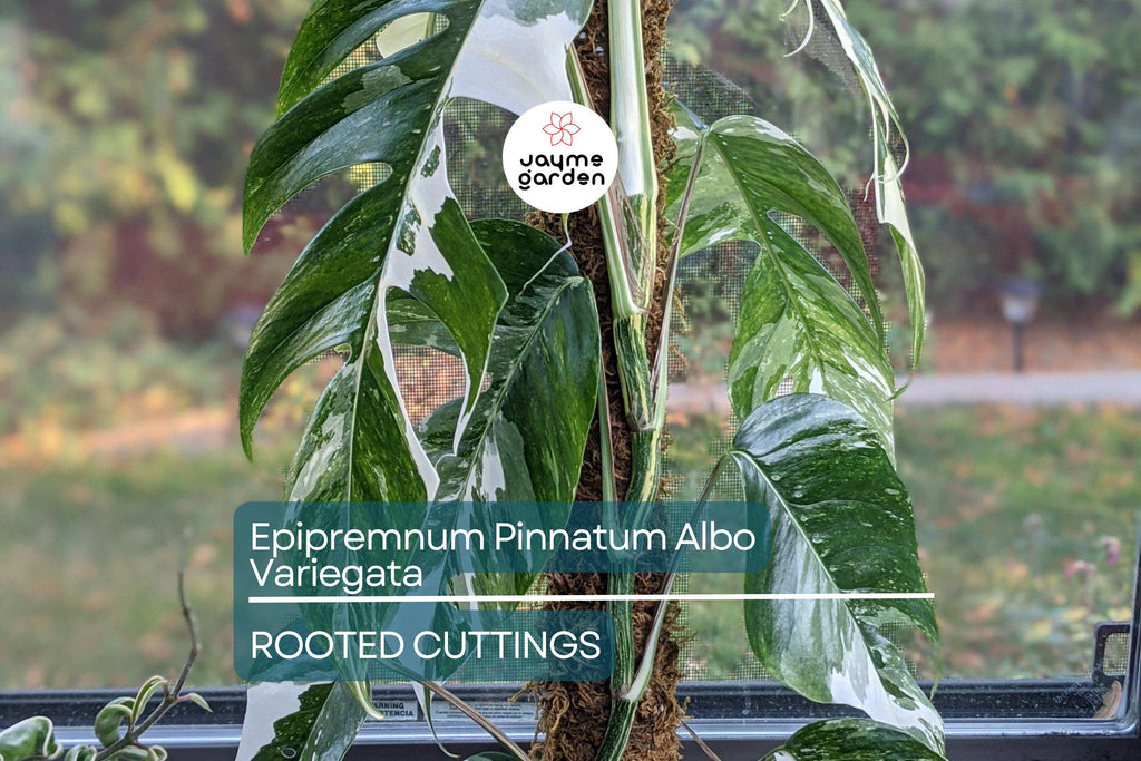 Epipremnum Pinnatum Albo Variegata Rooted Cutting - Healthy Houseplant with Strong Roots - Rare Variegated Foliage