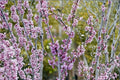Eastern Redbud 2 Live Plants 2ft Tall (Cercis canadensis) Pink Purple Flowering Tree