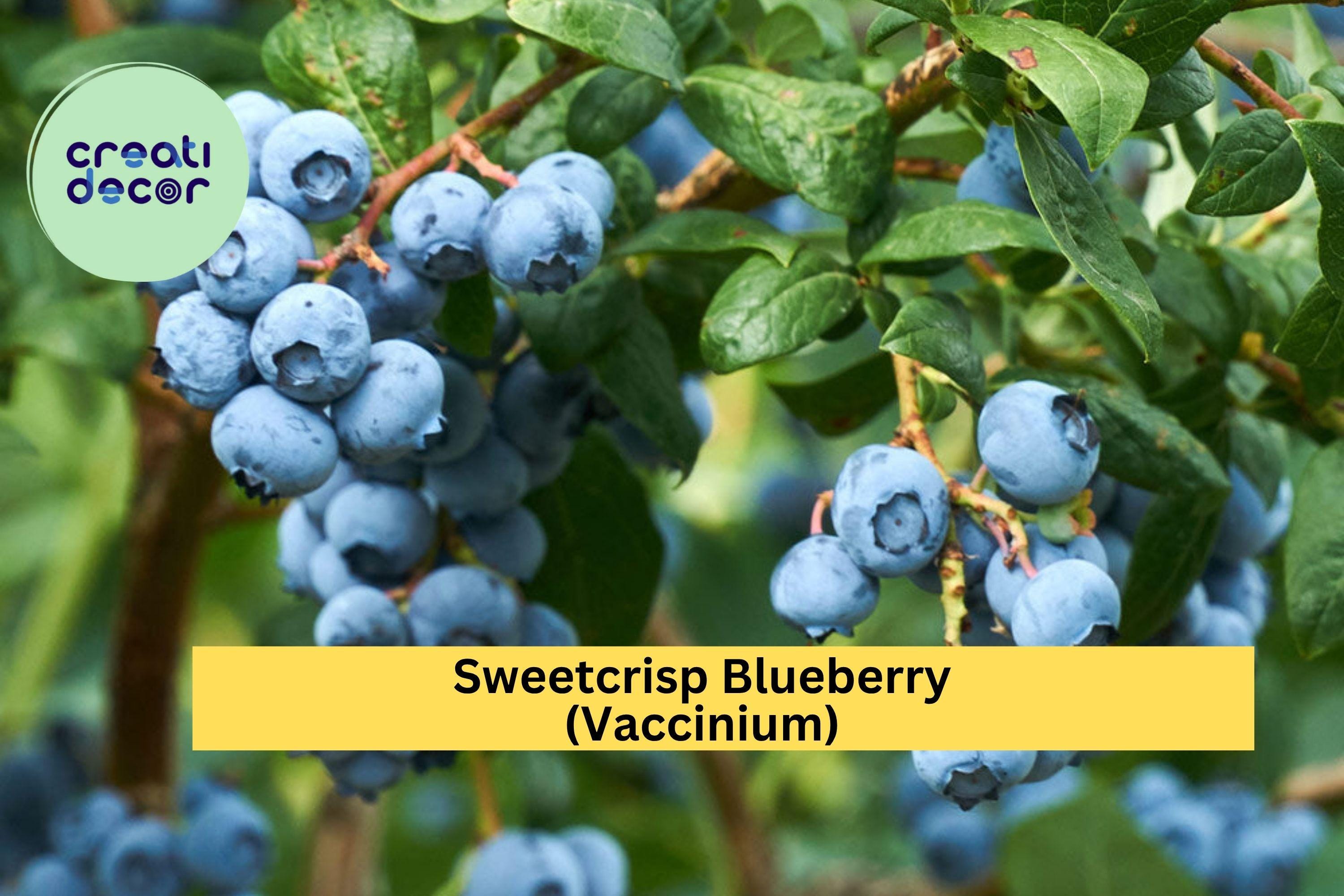 Sweetcrisp Blueberry Plant – Live Vaccinium Bush, 1-Quart Size Shipped Bare Root, High-Yield Sweet Berry Plant for Zones 6–9
