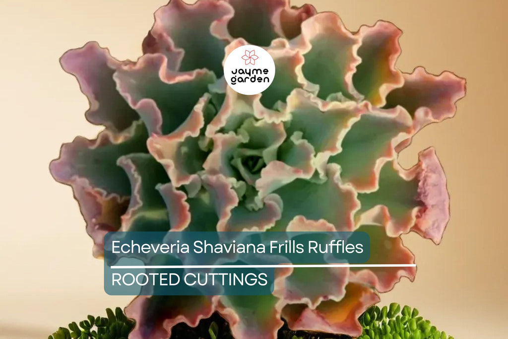 Echeveria Shaviana Frills Ruffles Succulent - 9" Live Plant Cutting Bare Root, HTF, Pink Frills