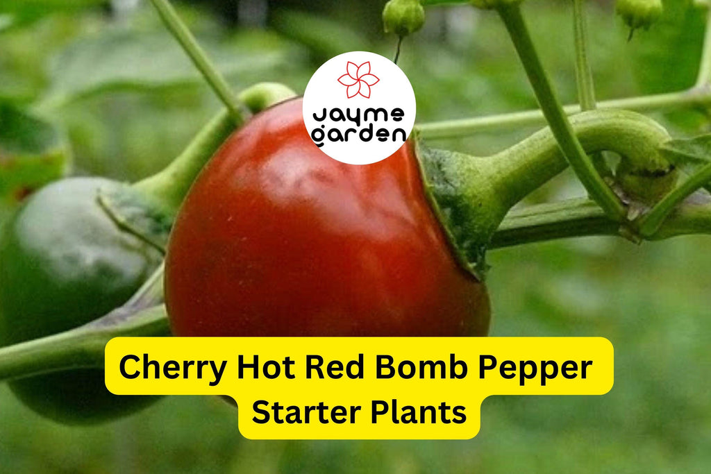 3 Cherry Hot Red (Cherry Bomb) Pepper Starter Plants - Spicy & Sweet Chili - High Yield for Gardens, Containers Cooking