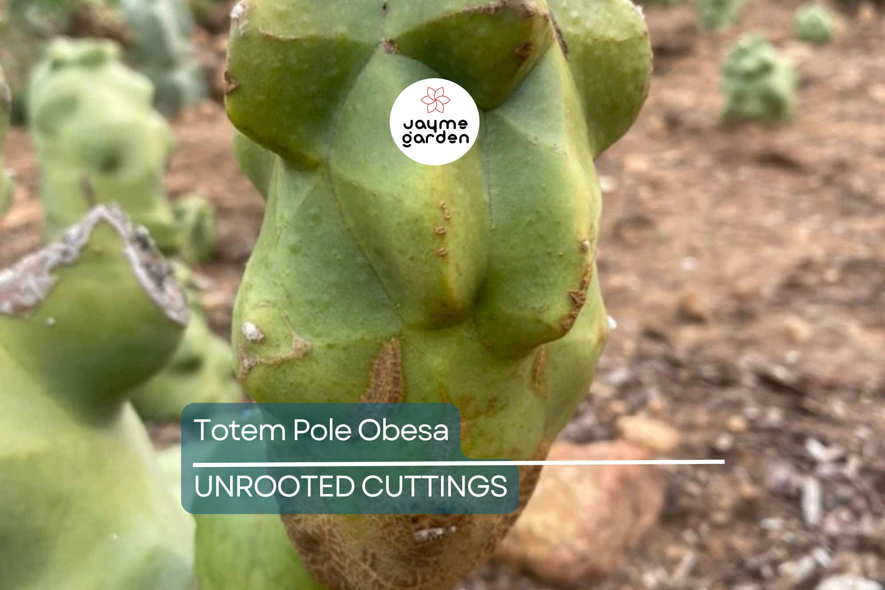 Totem Pole Obesa Cactus Cutting 9.5”-12” | Unrooted, Easy to Propagate | Sustainably Sourced | Unique Cactus for Indoor/Outdoor