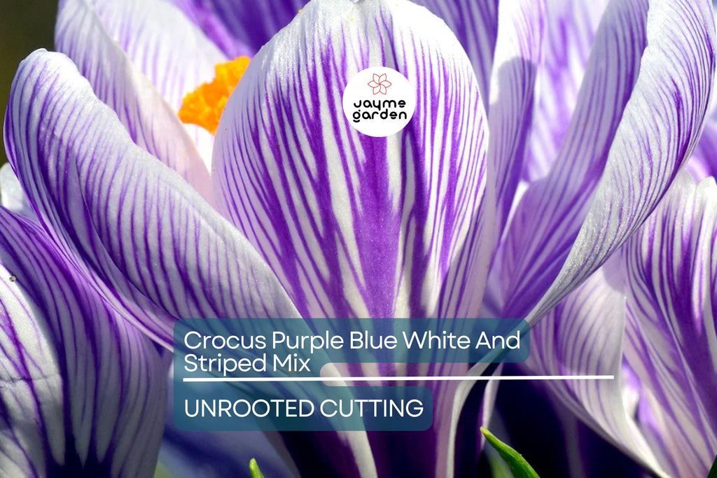 Crocus Purple Blue White Striped Mix – 5 Flower Bulbs, Cold Hardy Perennial