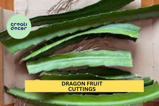4 Dragon Fruit Cuttings – 8–14" Long Hylocereus Cactus Stems | Unrooted Starts for Growing in Pots, Trellises, or Tropical Gardens