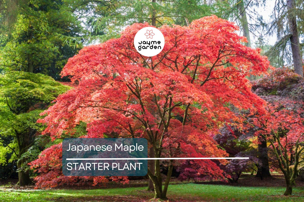 3 Dormant Japanese Maple Seedlings - Acer palmatum 'Bloodgood' - 8-10” Tall - Stunning Red Foliage - Ideal for Bonsai & Gardens