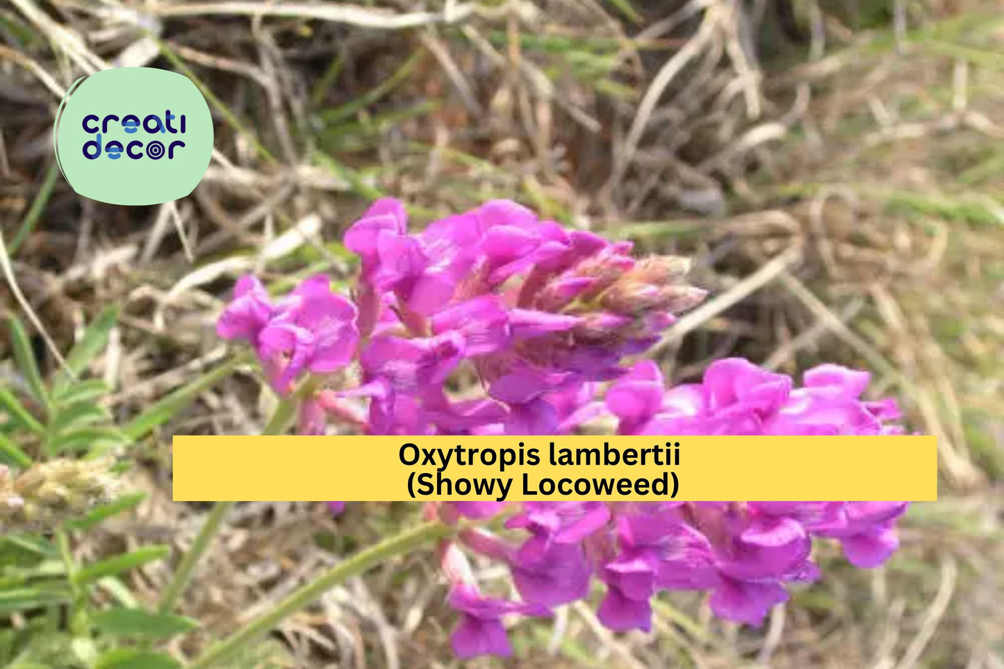 Showy Locoweed Seeds (Oxytropis lambertii) – 25 Native Wildflower Seeds | Drought-Tolerant Perennial | Pollinator-Friendly