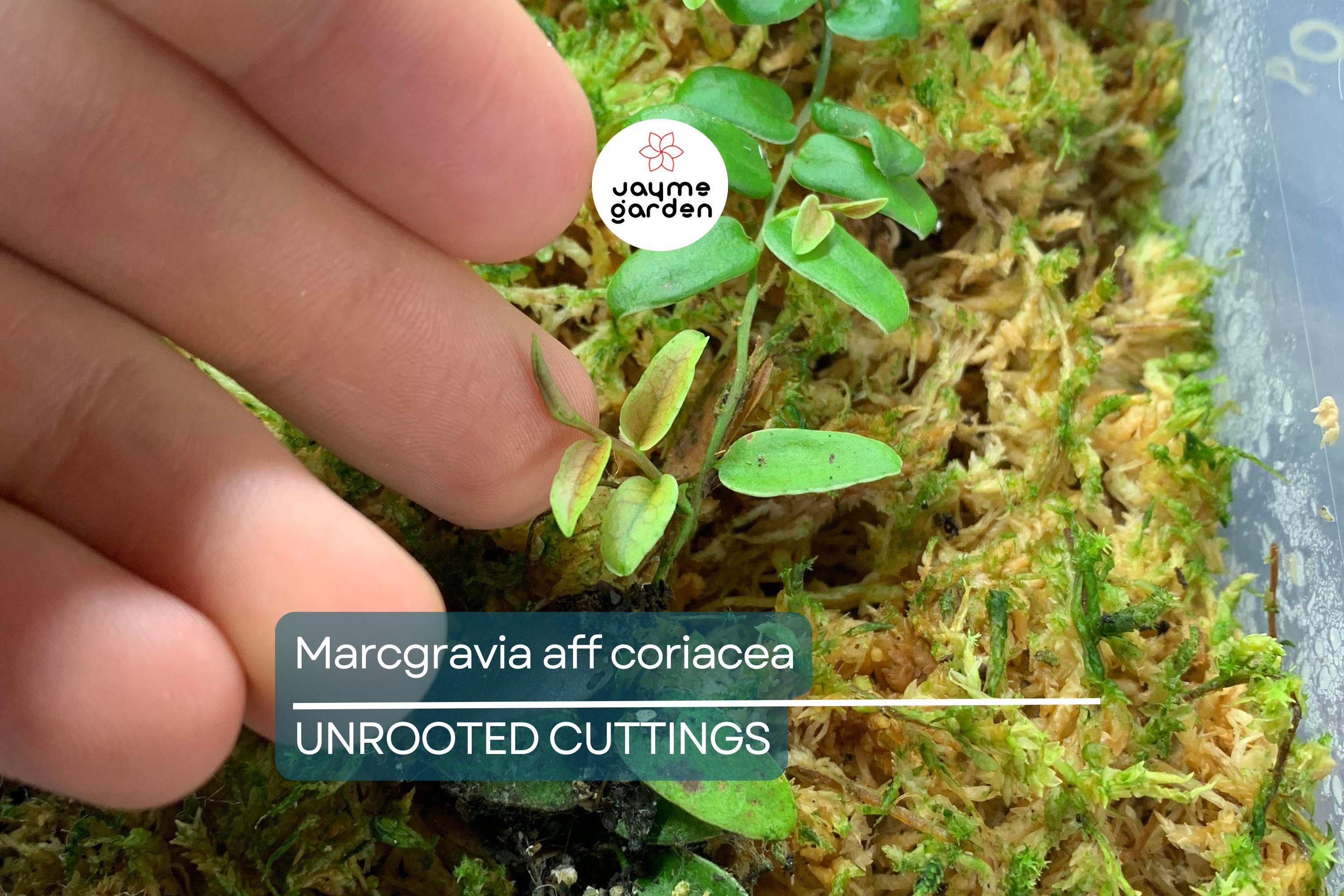 Marcgravia aff. coriacea Starter Plant - 10-Leaf Cutting for Terrariums, Fast-Rooting, High Humidity Plant