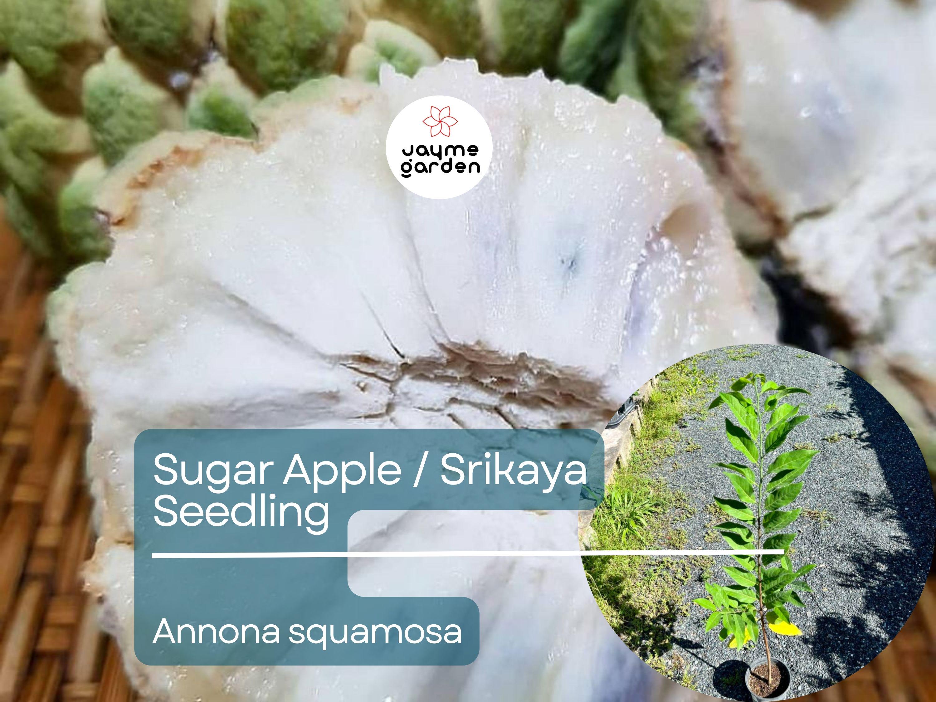 Sugar Apple Starter Plant Seedling (Annona squamosa) - Live Fruit Tree 2-3’ Tall - Srikaya Sweet Tropical Custard Apple for Garden