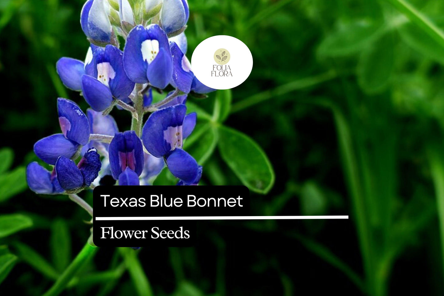 25+ Texas Bluebonnet Lupine Seeds | Lupinus texensis | Iconic Blue Wildflower Seeds for Garden Planting