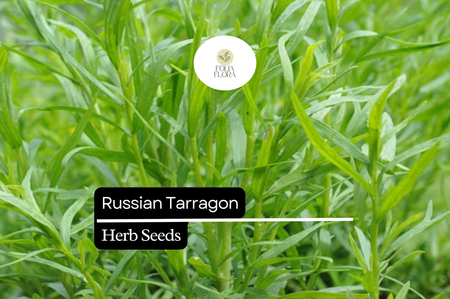 1500 Seeds Russian Tarragon (Artemisia dracunculoides) – Hardy Culinary Herb for Flavorful Dishes