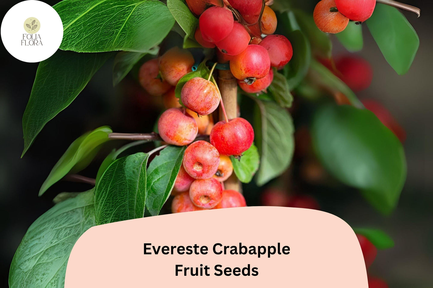 25+ Evereste Crabapple Seeds | Malus ‘Evereste’ Ornamental Tree | Pink Blossoms & Red Fall Fruit | Garden Planting