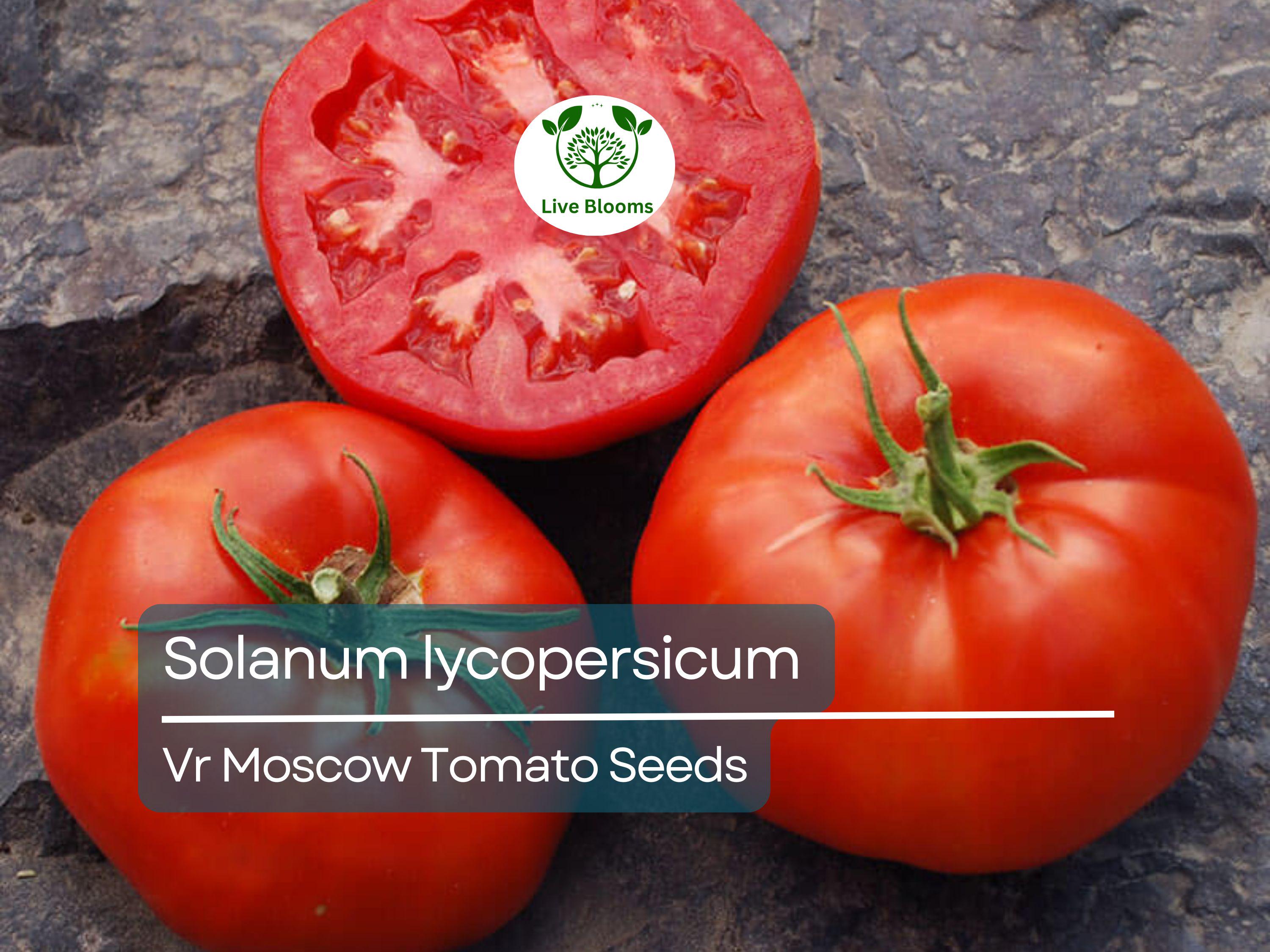 100 mg VR Moscow Tomato Seeds - Solanum lycopersicum | Heirloom Disease-Resistant Tomato for Planting, Gardening & Slicing