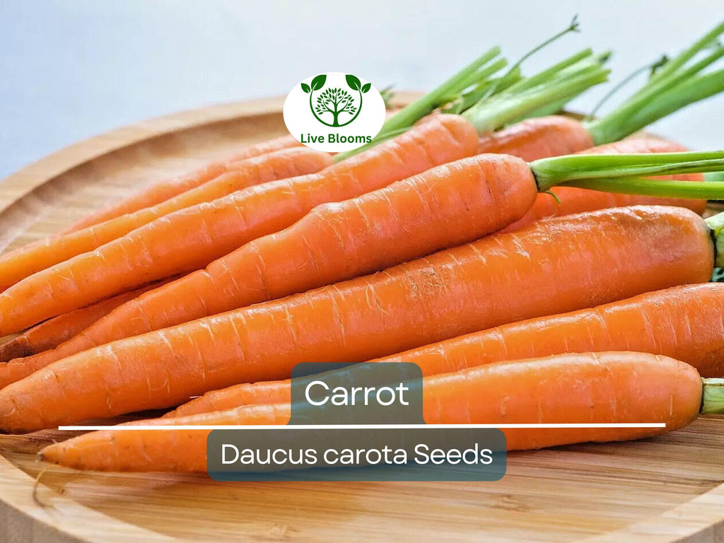 1250 Bulk Carrot Seed | Daucus carota, Microgreens for Sprouting & Planting, Organic Vegetable Seeds, Non-GMO, Fresh Home Garden Supply