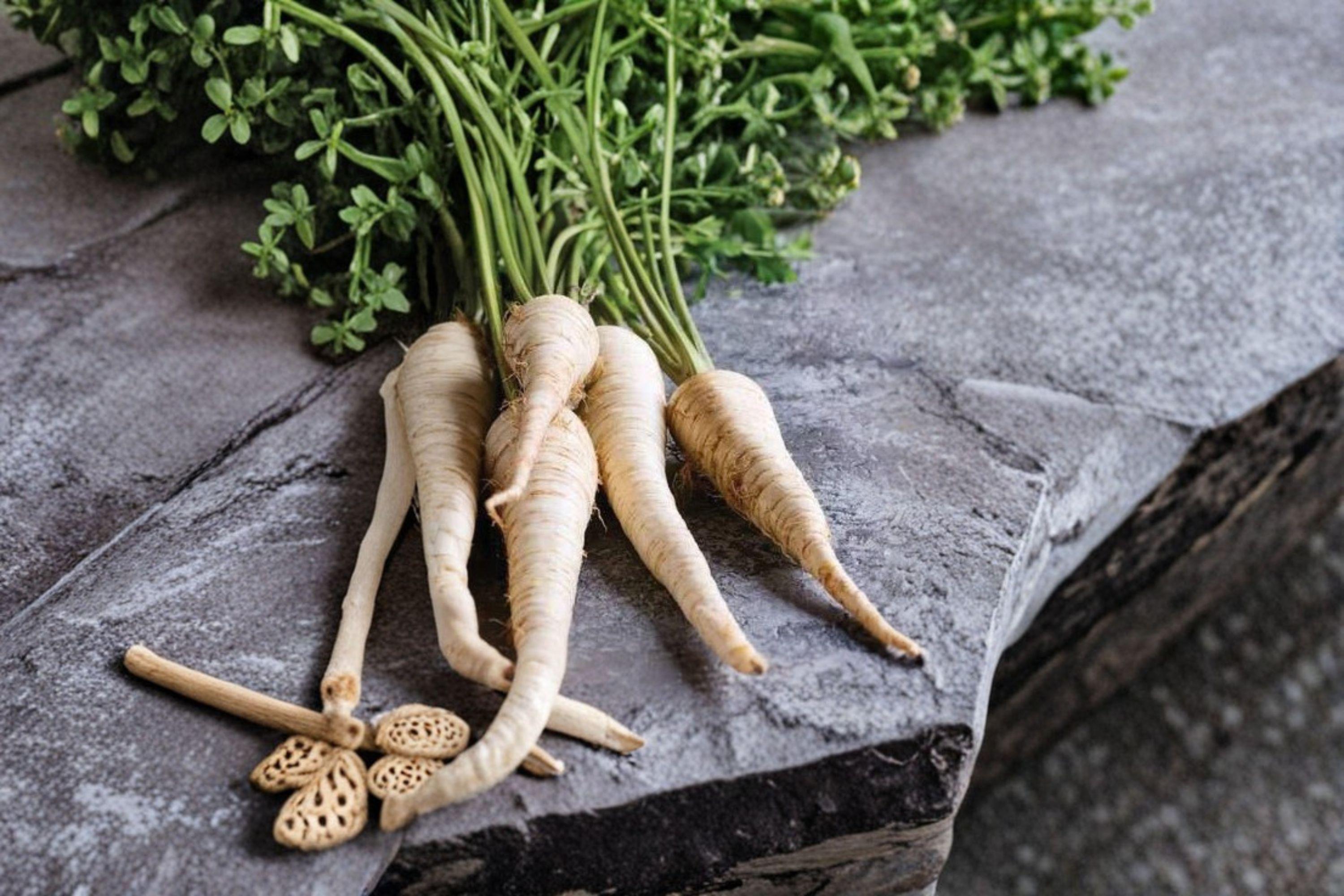 Parsnip – All American 350 Seeds | Classic Heirloom Parsnip | Sweet After Frost | Long, Smooth Roots