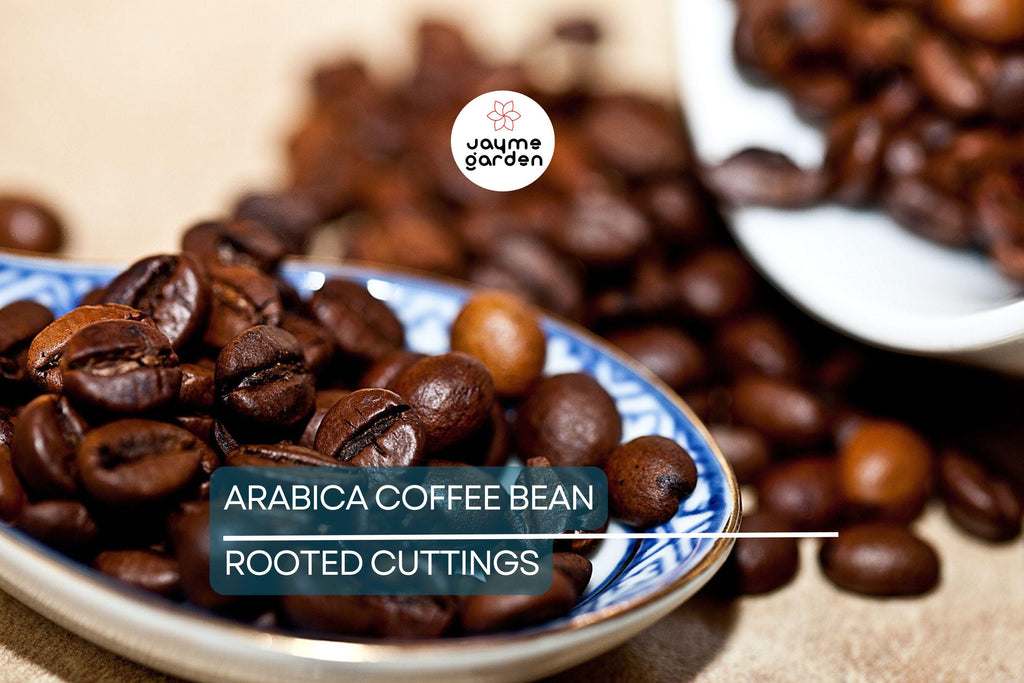 Arabica Coffee Plant | Live Rooted Starter | Grow & Brew Your Own Coffee | Indoor and Outdoor | Great Gift for Coffee Lovers