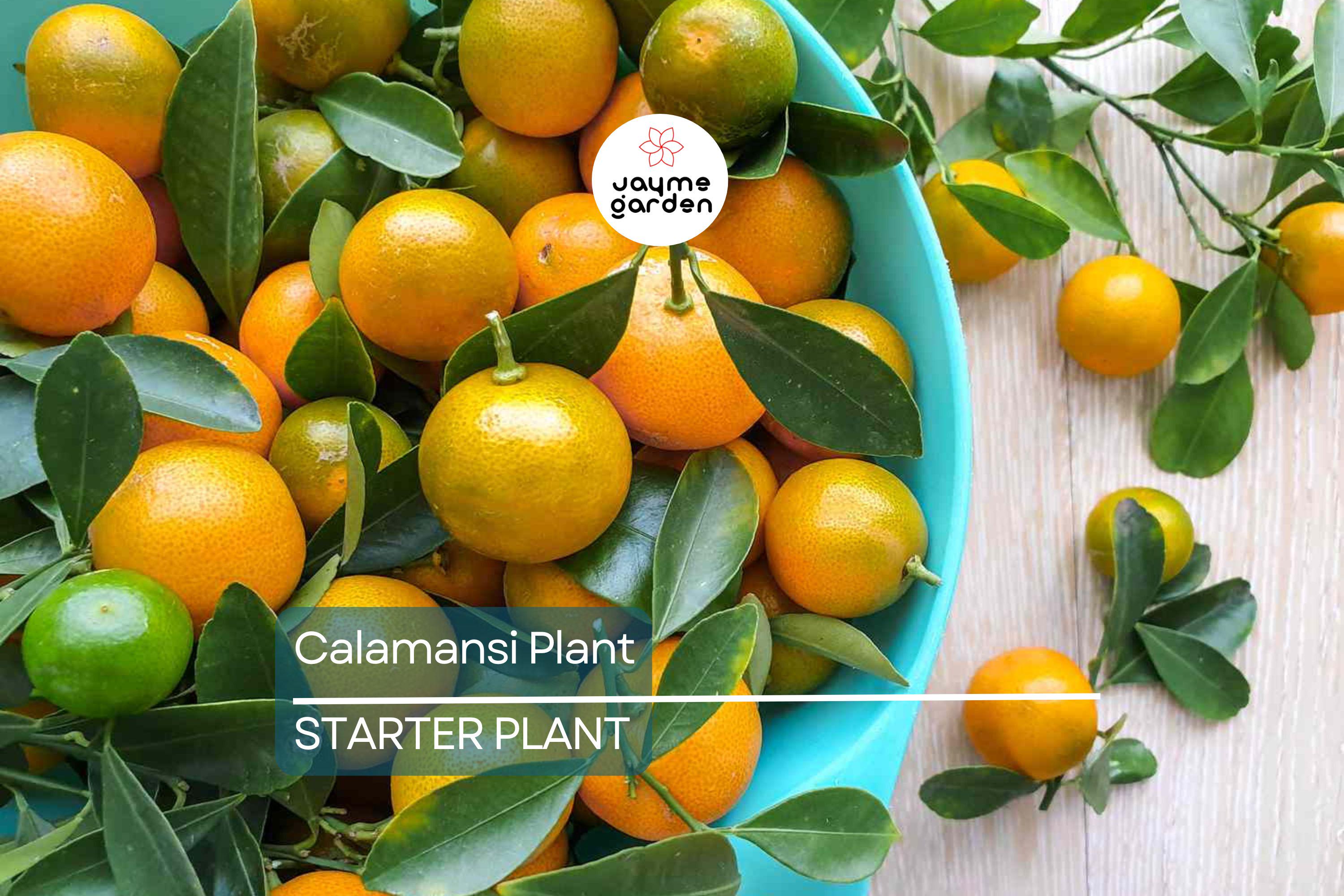 Live Calamansi Plant Tree | 8-12 inch Seedling | Citrus Tree for Indoor & Outdoor Growing | Tropical Fruit