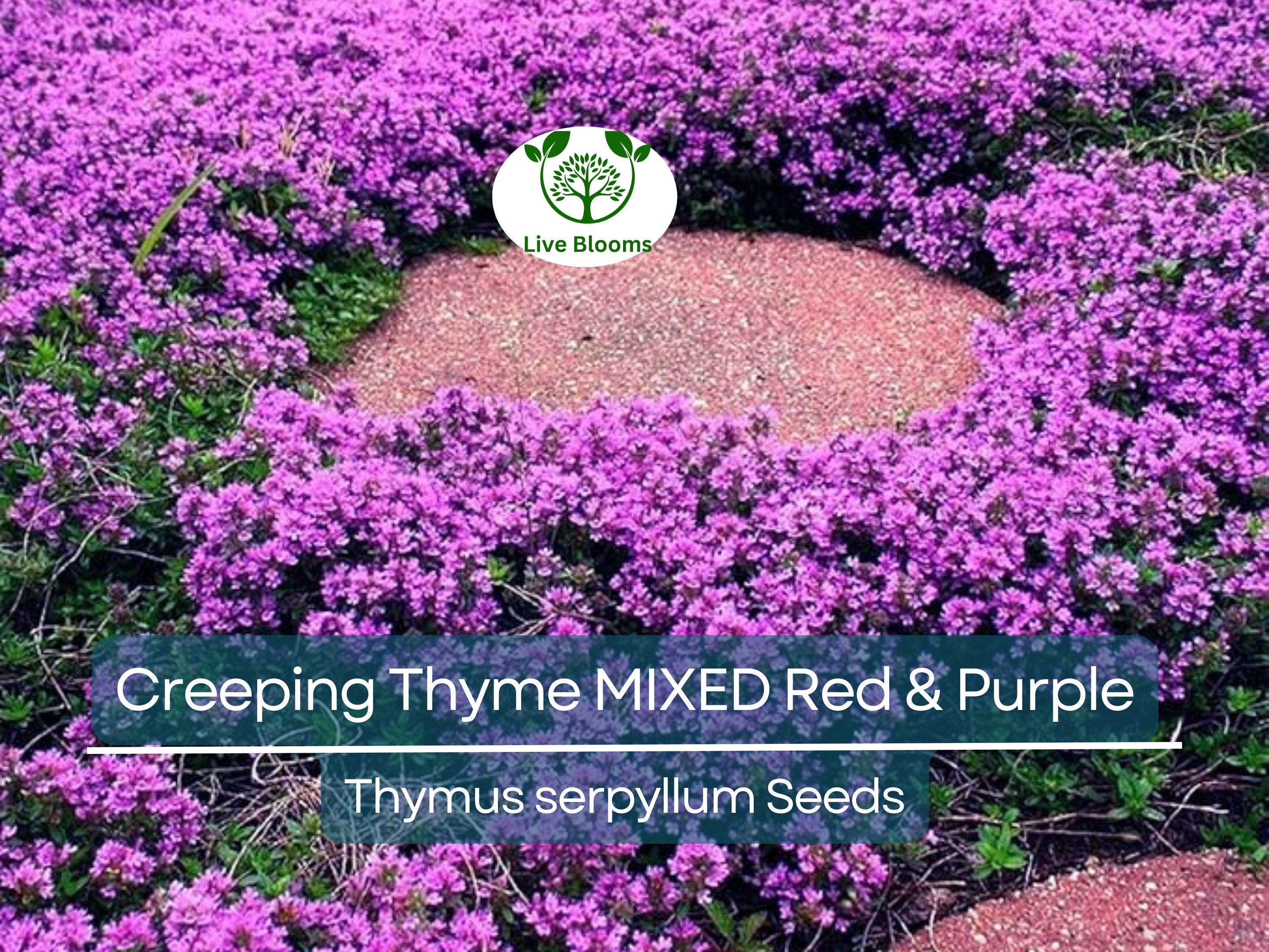 500 Seeds Creeping Thyme MIXED Red & Purple, Ground Cover Perennial, Non-GMO, Low Maintenance, Drought-Tolerant, for Lawns and Gardens