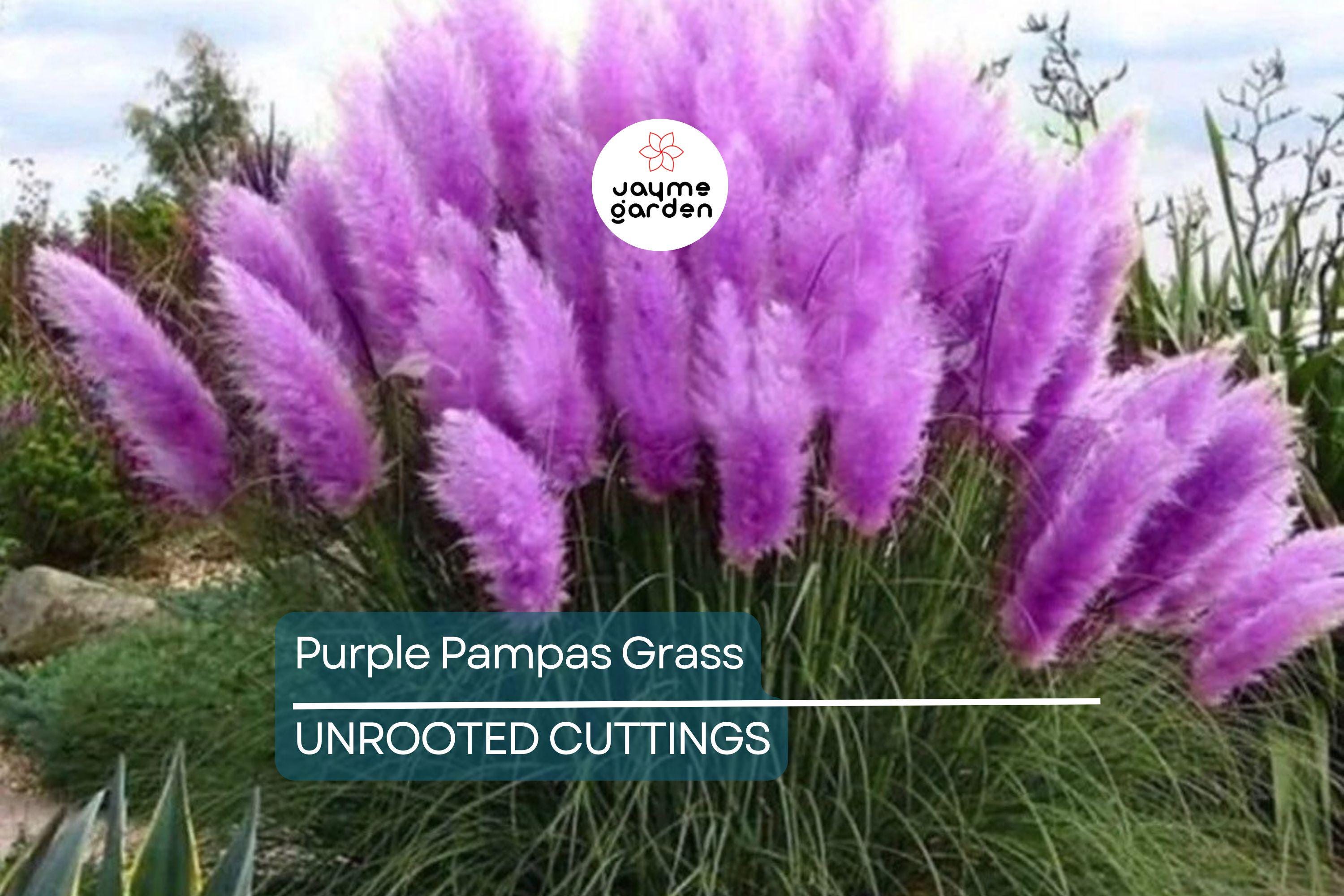 Purple Pampas Grass (Cortaderia selloana) - 4 Live Plugs, 3-5" Tall | Ornamental Grass with Dusty-Purple Plumes