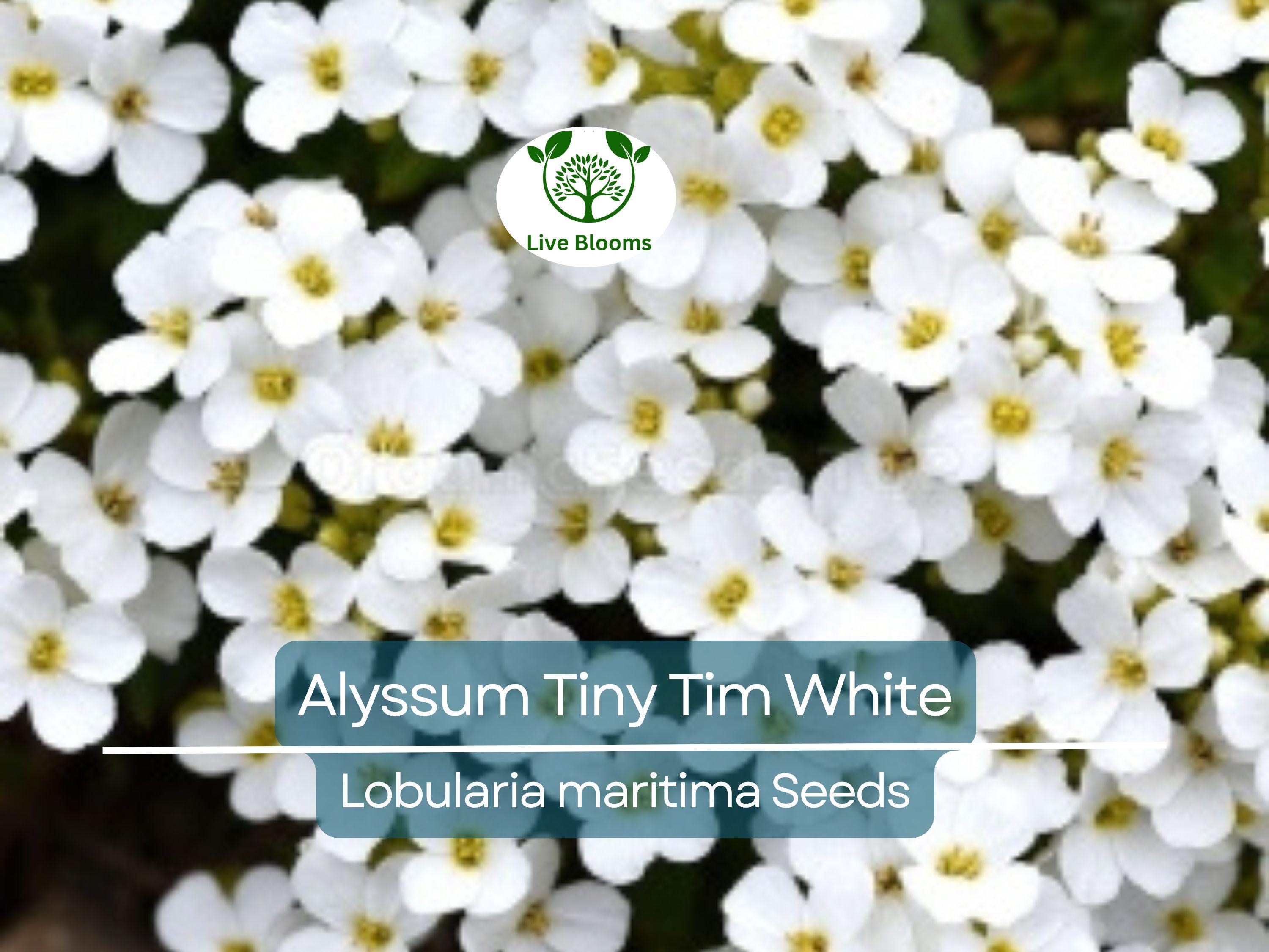 50 Seeds Alyssum Tiny Tim White Groundcover, Non-GMO, Fragrant Flowers, Bee-Friendly, Low Maintenance, Beautiful 3" White Blooms