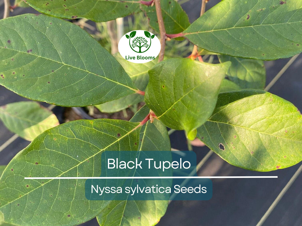 10 'Wildfire' Black Tupelo Tree Seeds (Nyssa sylvatica) | Edible Fruits, Fast Growing, Beautiful Fall Colors, Hardy Tree for Garden