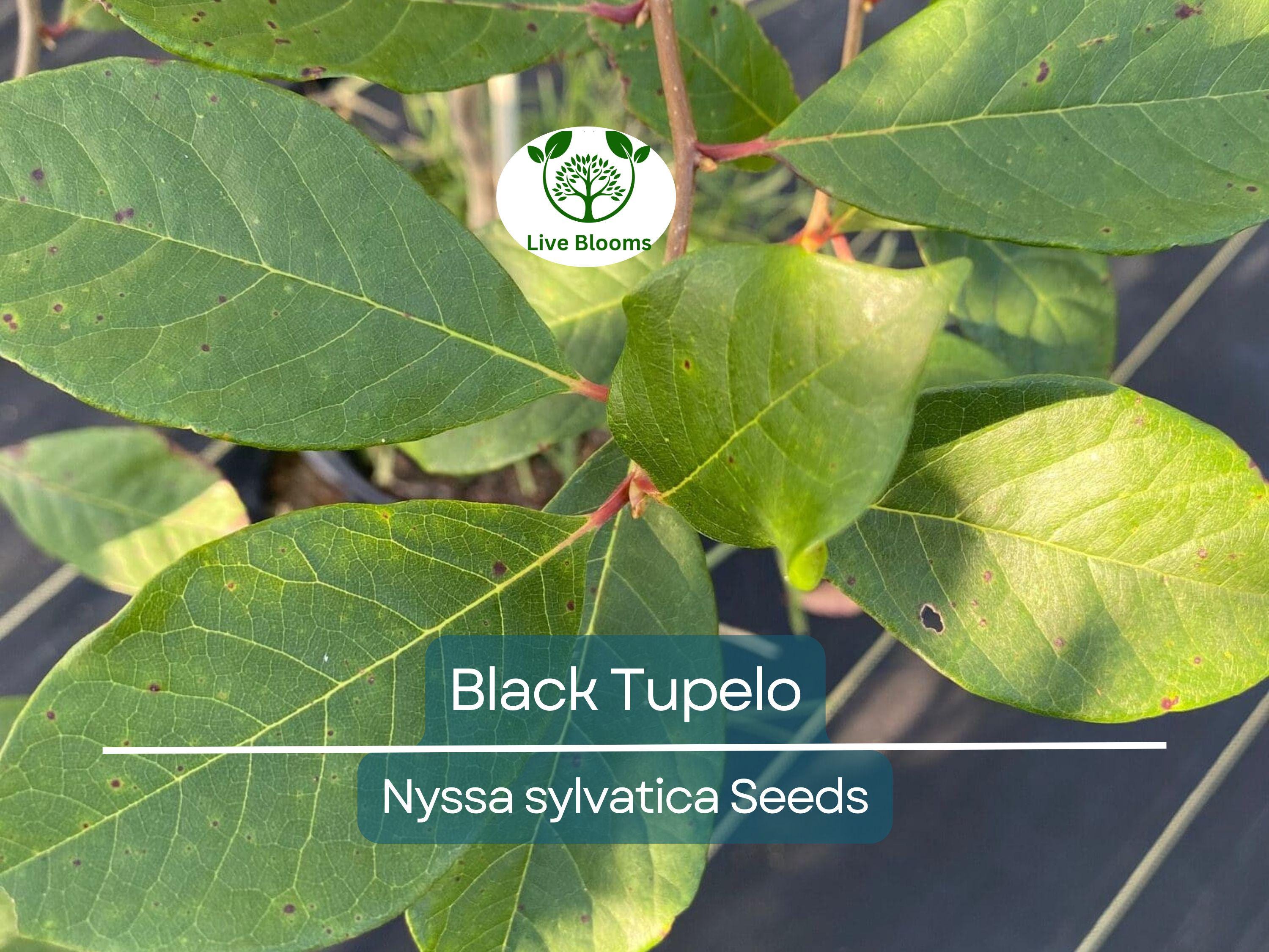 10 'Wildfire' Black Tupelo Tree Seeds (Nyssa sylvatica) | Edible Fruits, Fast Growing, Beautiful Fall Colors, Hardy Tree for Garden