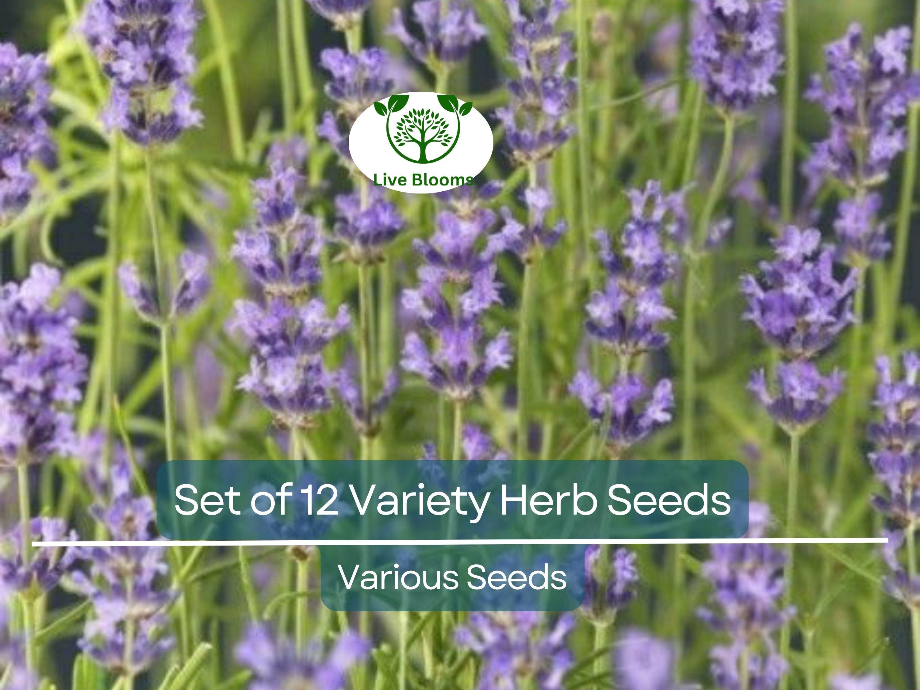 Set of 12 Culinary Herb Seeds – Basil, Parsley, Cilantro, Thyme, Dill, Arugula, Lavender, Non-GMO, Heirloom