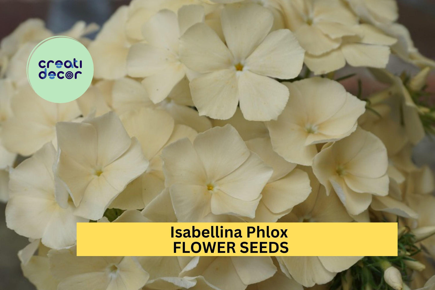100+ Isabellina Phlox Seeds – Soft Butter-Yellow Blooms for Garden Planting, Compact Annual for Borders & Pollinators – USA