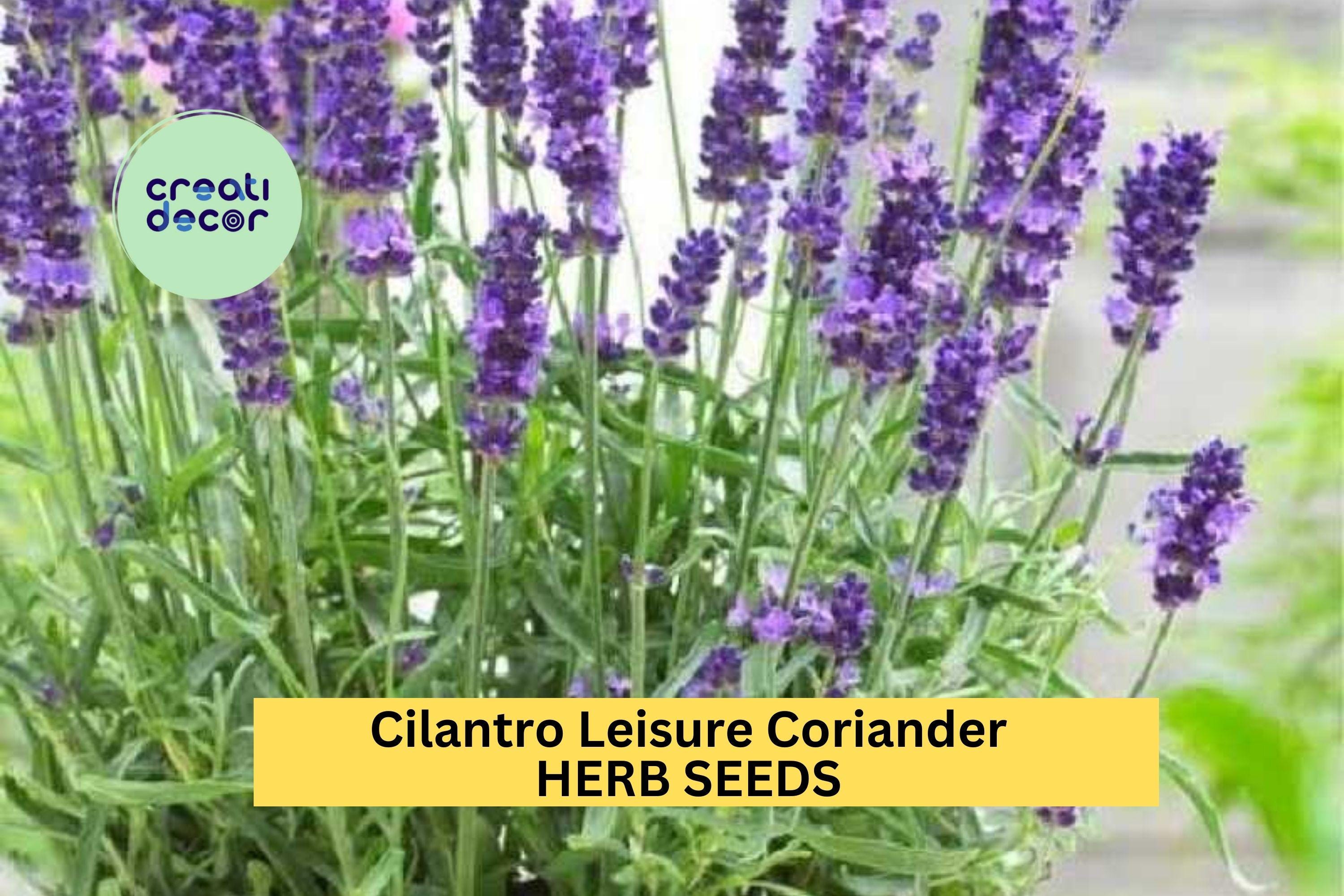 3pcs of 1g Cilantro Leisure Coriander Seeds – Fast-Growing Herb for Cooking, Salsa Gardens, and Kitchen Herb Planters Seeds for Planting