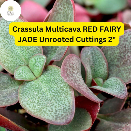 Crassula Multicava ‘Red Fairy Jade’ | 2 Unrooted 2” Cuttings | Trailing Succulent, Fast-Growing, Ground Cover, Easy-Care Houseplant