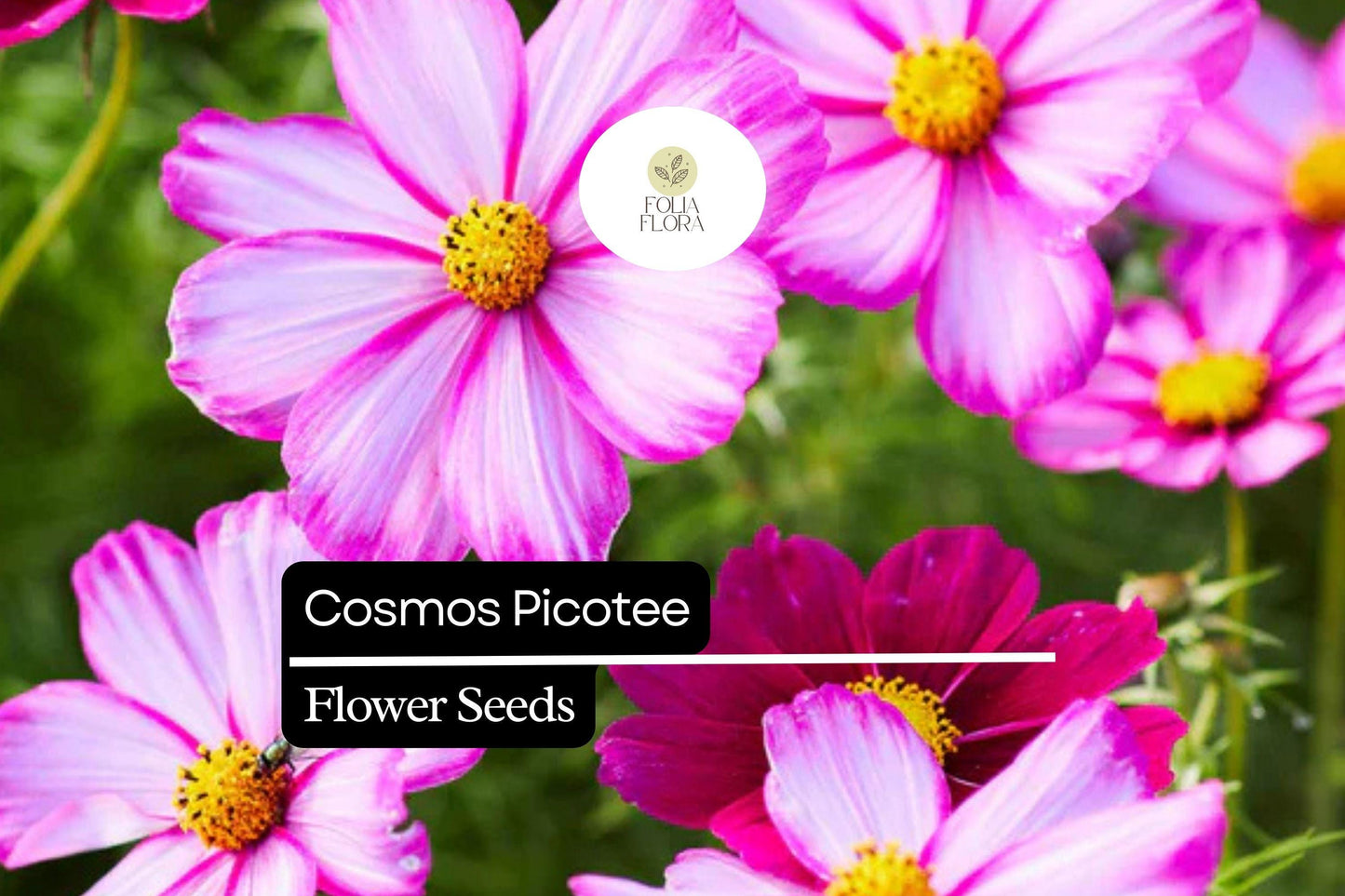 1g Cosmos Picotee Seeds, Unique Bicolor Blooms, Hardy Annual Wildflower for Pollinator Gardens