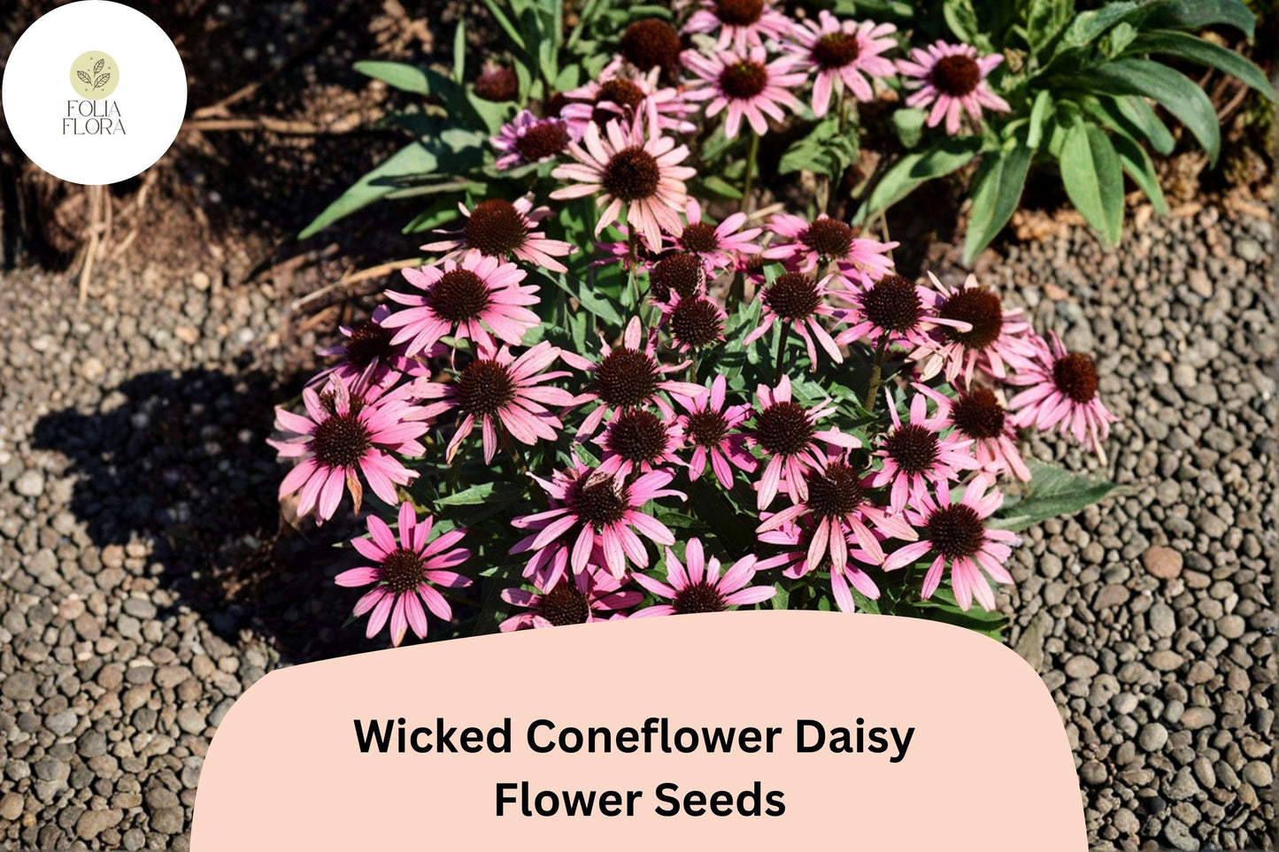 200+ Wicked Coneflower Daisy Seeds | Echinacea purpurea | Dark Bloom Mix | Pollinator Friendly Garden Flowers